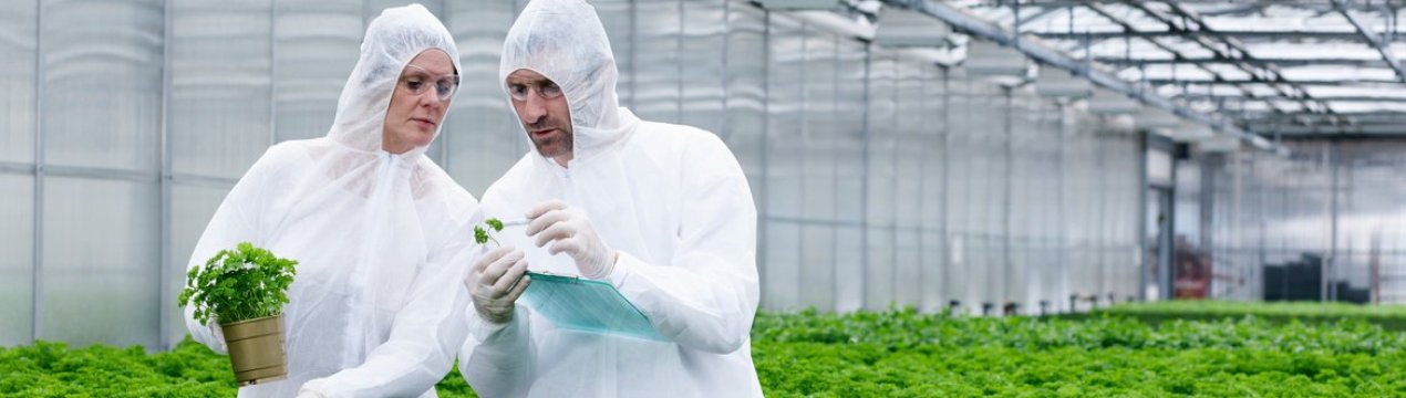 Фермери Великобританії готові вирощувати ГМ-культури у разі зміни британських правил