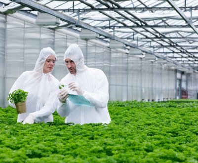 Фермери Великобританії готові вирощувати ГМ-культури у разі зміни британських правил