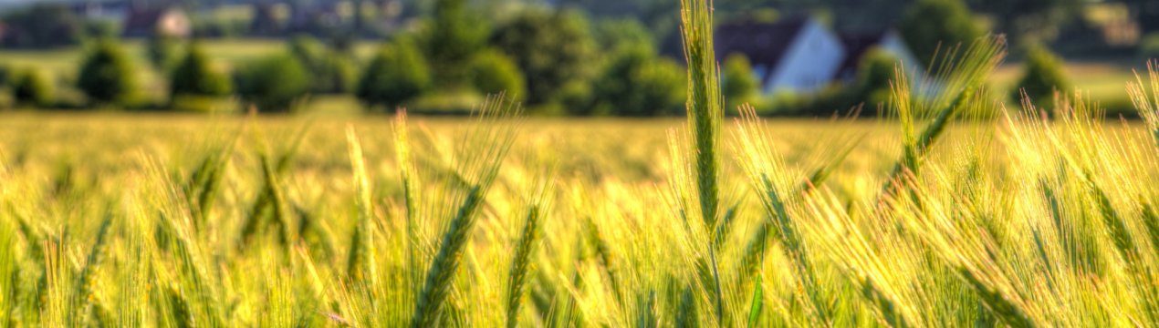 Франція завершує прибиральний марафон на пшеничних полях