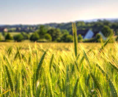 Франція завершує прибиральний марафон на пшеничних полях