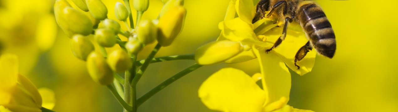 Канадські аграрії прогнозують низький урожай каноли