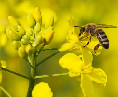 Канадські аграрії прогнозують низький урожай каноли