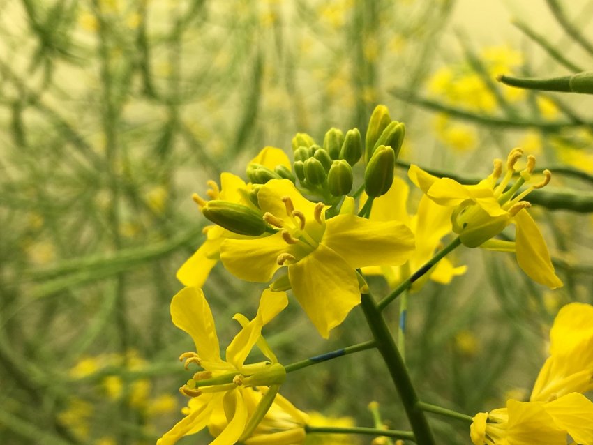 Канадські аграрії прогнозують низький урожай каноли Канадські аграрії прогнозують низький урожай каноли