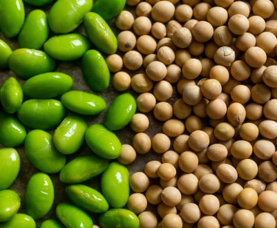 В Україні частина ГМ-насіння сої досягла 60 відсотків