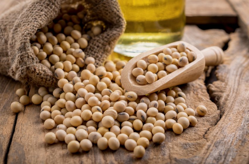 В Україні частина ГМ-насіння сої досягла 60 відсотків В Україні частина ГМ-насіння сої досягла 60 відсотків