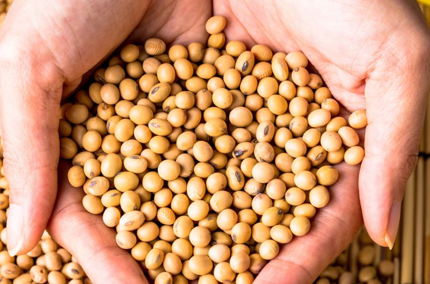 В Україні частина ГМ-насіння сої досягла 60 відсотків В Україні частина ГМ-насіння сої досягла 60 відсотків