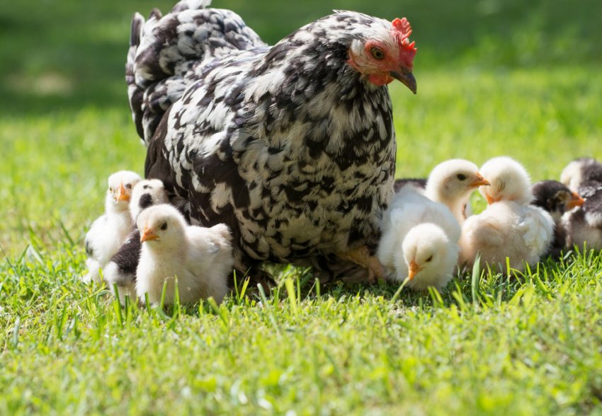 Жителі Черкаської області просять зупинити розширення птахокомплексів МХП Жителі Черкаської області просять зупинити розширення птахокомплексів МХП