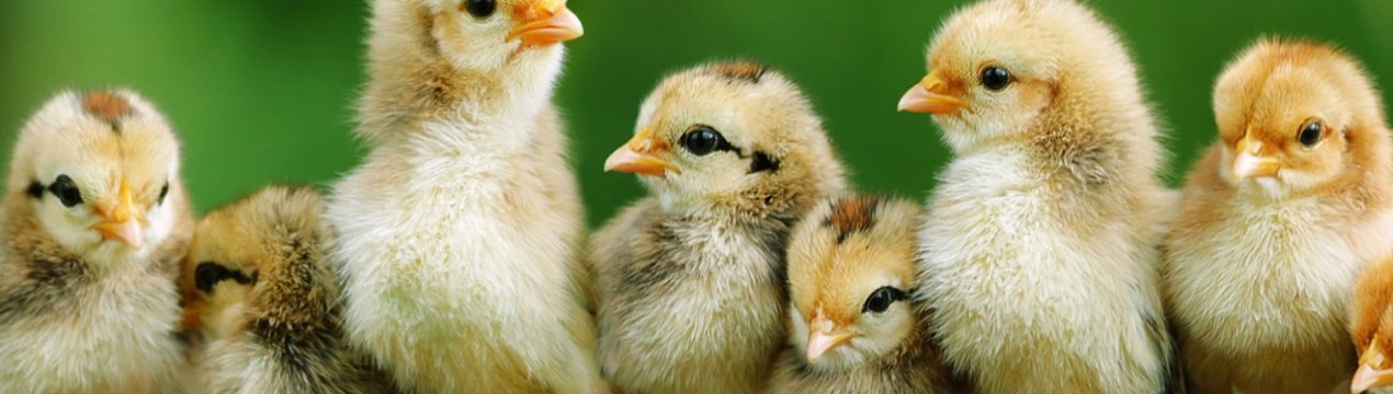 Жителі Черкаської області просять зупинити розширення птахокомплексів МХП