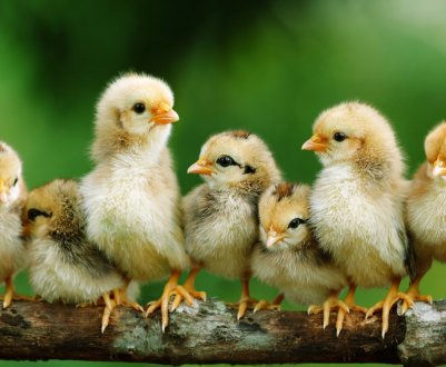 Жителі Черкаської області просять зупинити розширення птахокомплексів МХП