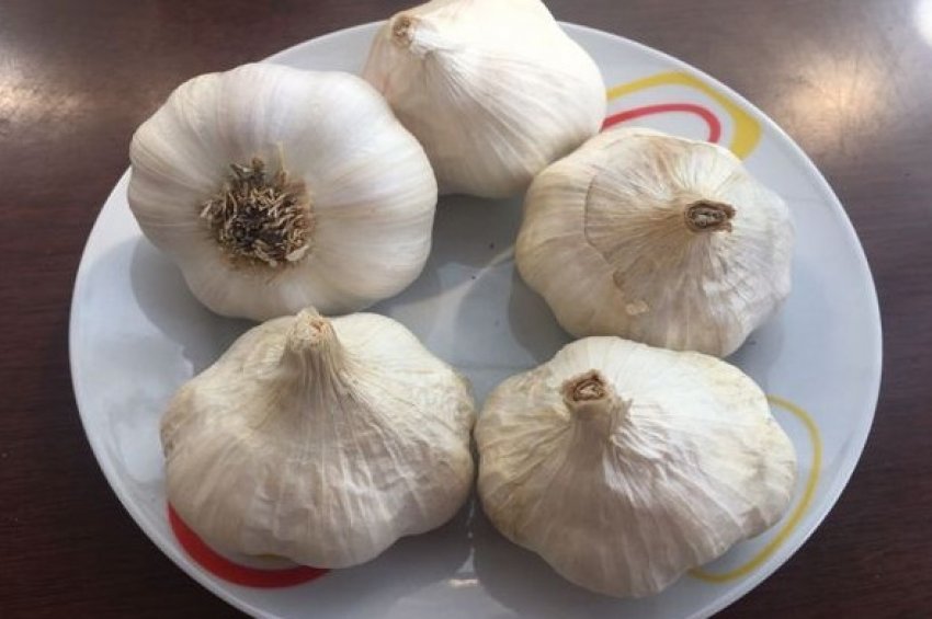 Озимий часник Мессидор Озимий часник Мессидор