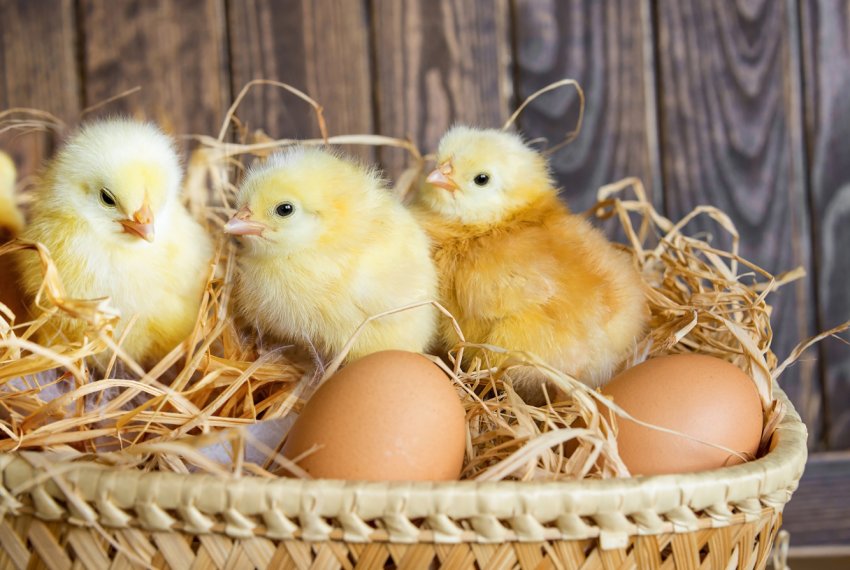 Жителі Черкаської області просять зупинити розширення птахокомплексів МХП Жителі Черкаської області просять зупинити розширення птахокомплексів МХП