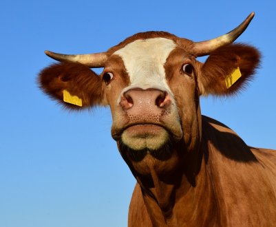 Львівська область поповнилася ще однією молочною фермою