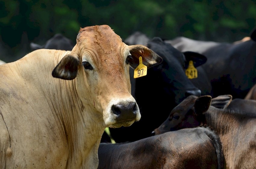 Львівська область поповнилася ще однією молочною фермою