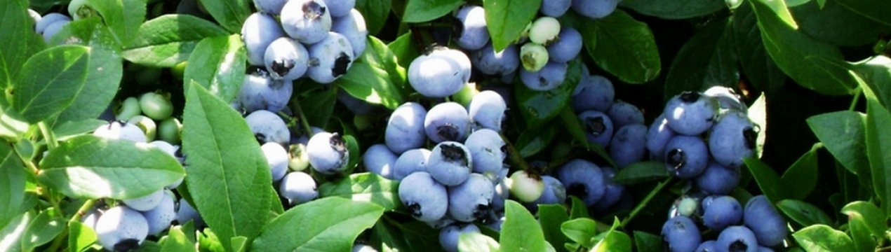 сколько голубики можно собрать с одного куста. . сколько голубики можно собрать с одного куста фото. сколько голубики можно собрать с одного куста-. картинка сколько голубики можно собрать с одного куста. картинка . Добавить в избранное