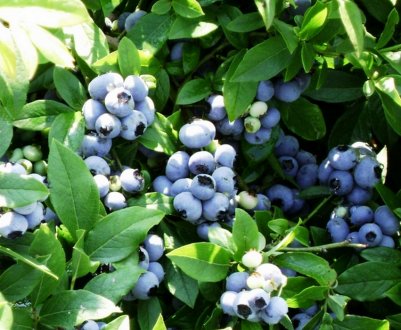 Особливості бізнесу з вирощування лохини