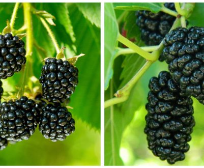 Ожина і шовковиця: опис, чим вони схожі і різні, ягоди, схожі на ожину і шовковицю