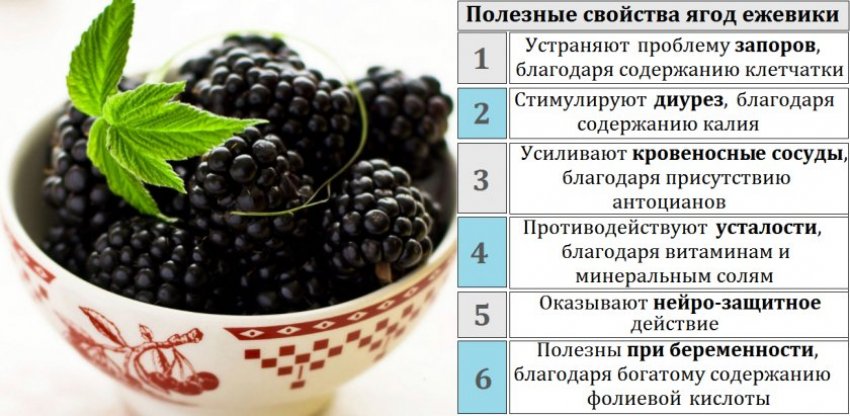 Ежевика и шелковица в чем разница. Смотреть фото Ежевика и шелковица в чем разница. Смотреть картинку Ежевика и шелковица в чем разница. Картинка про Ежевика и шелковица в чем разница. Фото Ежевика и шелковица в чем разница