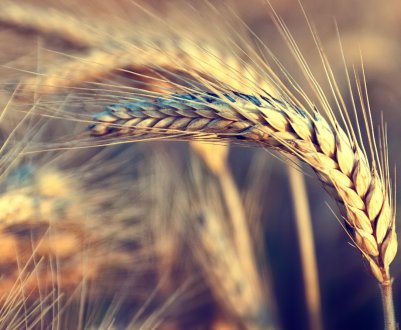 Канадські селекціонери представили жито, стійку до спорынье