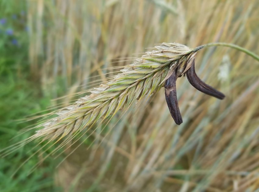 Канадські селекціонери представили жито, стійку до спорынье Канадські селекціонери представили жито, стійку до спорынье