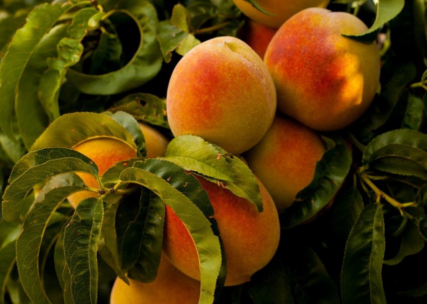 Перший урожай персиків зібрали на Волині