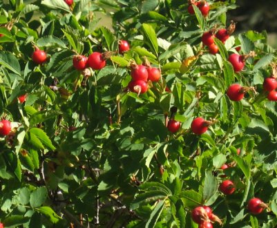 Шкідники і хвороби шипшини