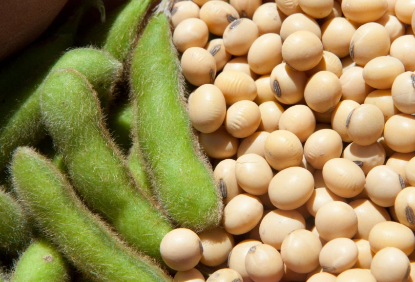 Соєве виробництво в Казахстані не збавляє темпів Соєве виробництво в Казахстані не збавляє темпів