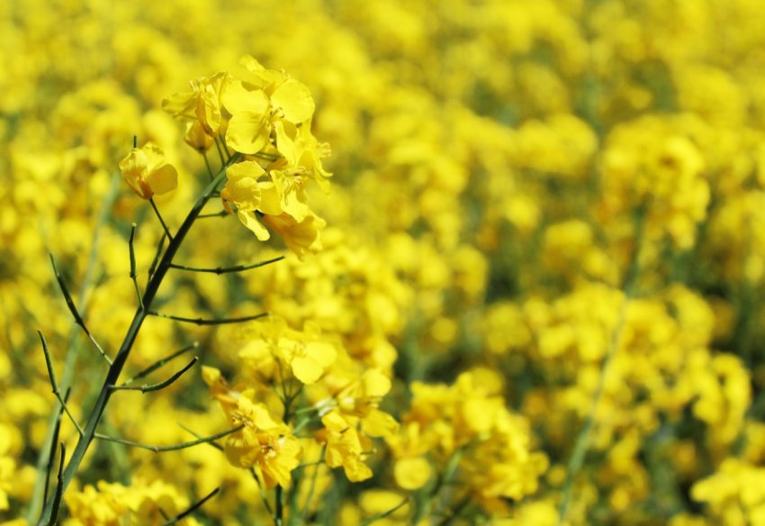 В світі стане менше ріпаку В світі стане менше ріпаку