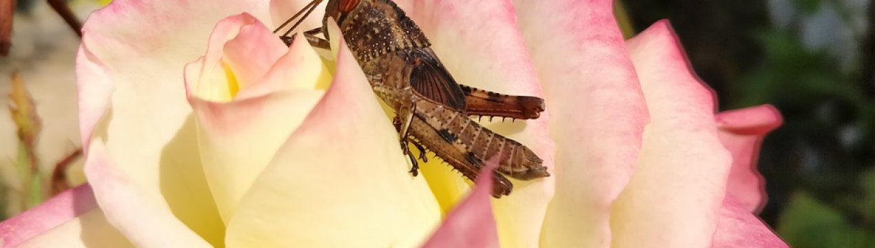 Вчені з різних країн підбирають раціон для їстівних комах