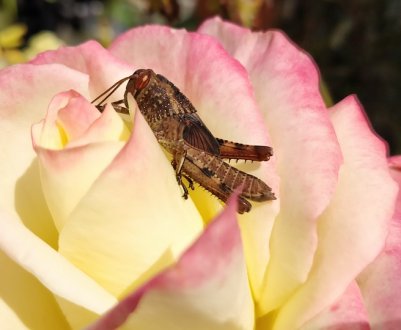 Вчені з різних країн підбирають раціон для їстівних комах