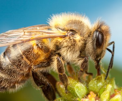 Тотальний мор бджіл в РФ порушив три десятка регіонів