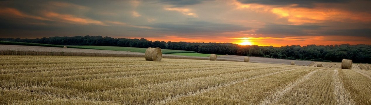 У Хмельницькій області горіли 20 гектарів поля