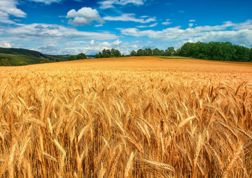 В Хмельницькій області горіли 20 гектарів поля В Хмельницькій області горіли 20 гектарів поля