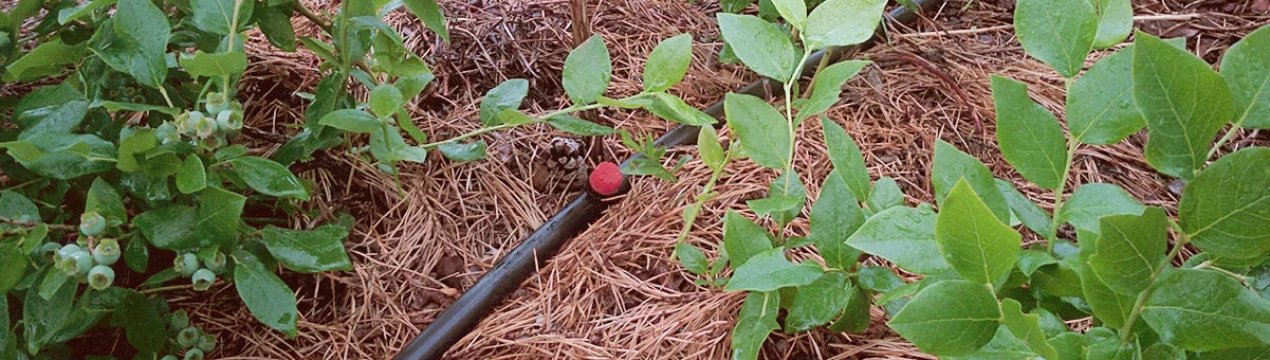 Полив лохини