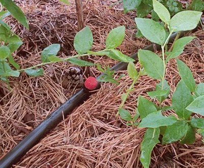 Полив лохини