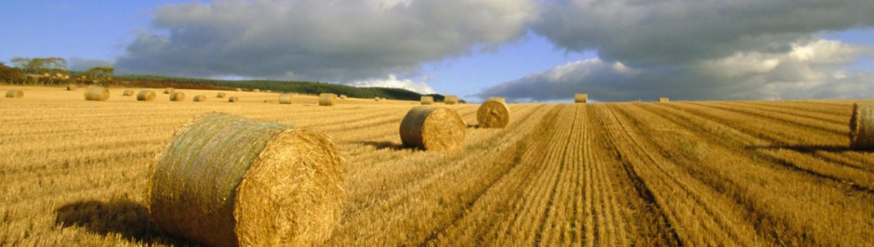 Уряд Індії використовує штучний інтелект для поліпшення сільського господарства