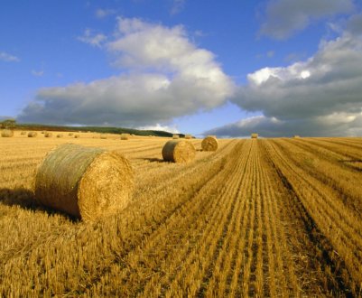 Уряд Індії використовує штучний інтелект для поліпшення сільського господарства