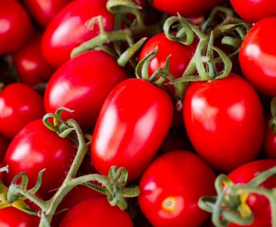 Іспанські вчені знайшли екологічно безпечні методи боротьби з хворобами томатів