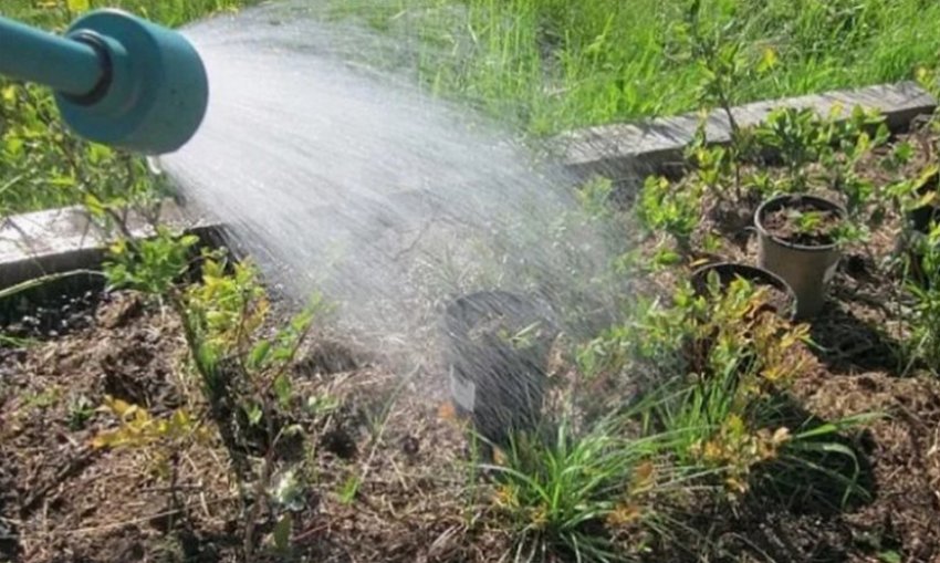 Полив лохини