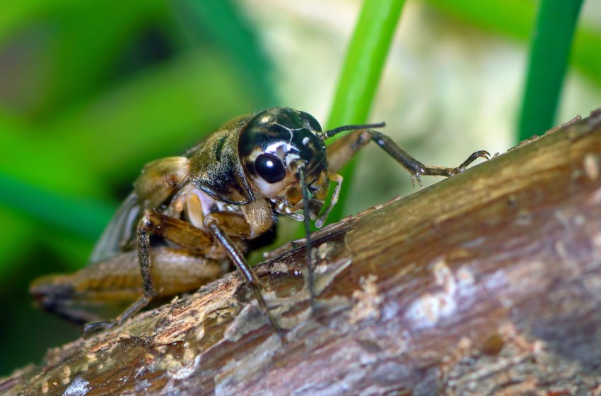 Науковці з різних країн підбирають раціон для їстівних комах Науковці з різних країн підбирають раціон для їстівних комах