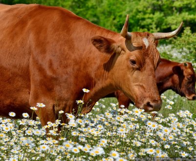 	Способи осіменіння корів: правильна техніка та підготовка