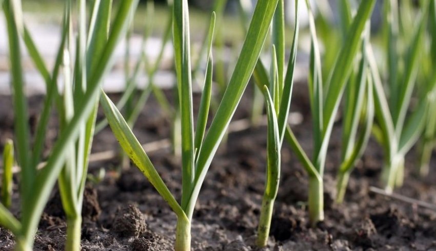 Добриво землі навесні Добриво землі навесні