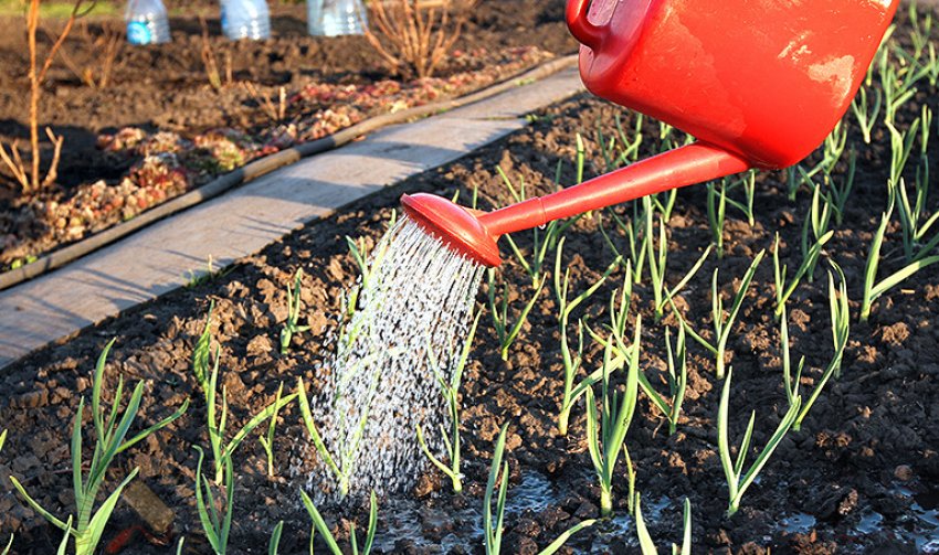 Полив часнику Полив часнику