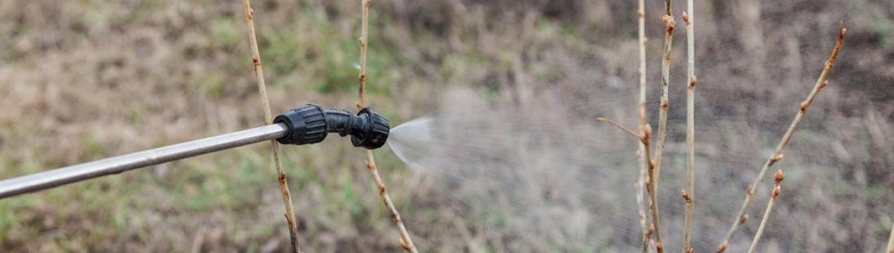 Опрыскивание кустов смородины карбофосом. . Опрыскивание кустов смородины карбофосом фото. Опрыскивание кустов смородины карбофосом-. картинка Опрыскивание кустов смородины карбофосом. картинка . Летом сады атакуют тля, клещи, мухи, щитовки и долгоносики. Насекомые способны разрушить корневую систему культур, испортить наземную часть растений, уничтожить побеги, листву, нанести ущерб всходам. Используйте против вредителей Карбофос – препарат, эффективно уничтожающий паразитов.
