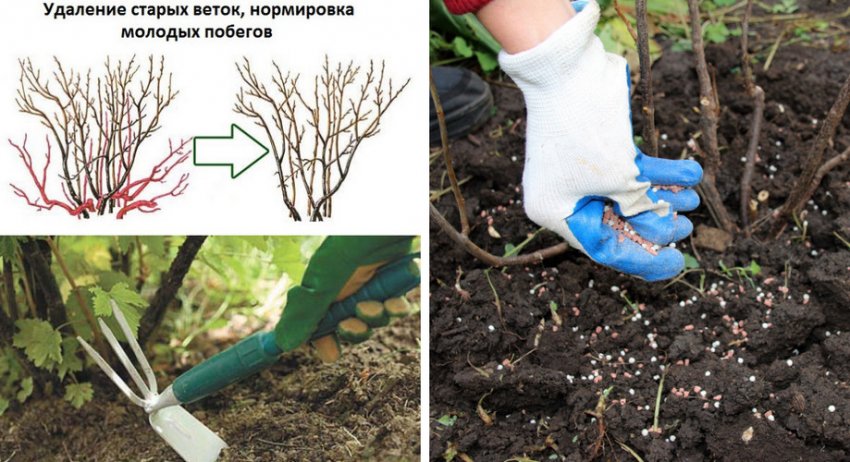 Опрыскивание кустов смородины карбофосом. 111389.pvt9oc.850. Опрыскивание кустов смородины карбофосом фото. Опрыскивание кустов смородины карбофосом-111389.pvt9oc.850. картинка Опрыскивание кустов смородины карбофосом. картинка 111389.pvt9oc.850. Летом сады атакуют тля, клещи, мухи, щитовки и долгоносики. Насекомые способны разрушить корневую систему культур, испортить наземную часть растений, уничтожить побеги, листву, нанести ущерб всходам. Используйте против вредителей Карбофос – препарат, эффективно уничтожающий паразитов.