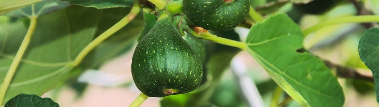 Під Тернополем вирощують близько 200 рослин-екзотів