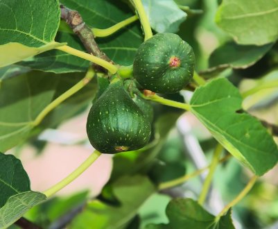 Під Тернополем вирощують близько 200 рослин-екзотів