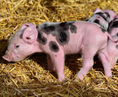 Чума відправила на той світ двадцять тисяч польських і болгарських свиней