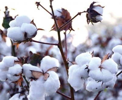 Індійські фермери гинуть, борючись за бавовна