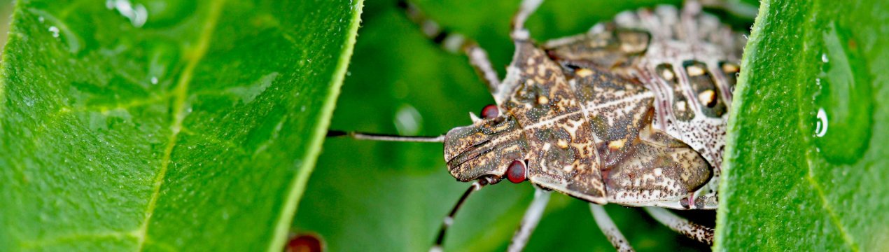 Грузинські аграрії здолали мармурового клопа