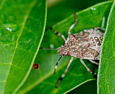 Грузинські аграрії здолали мармурового клопа